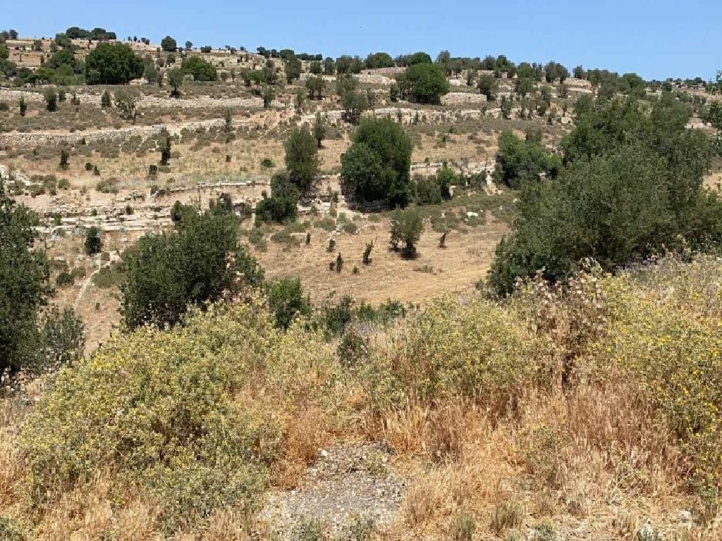 Field - Malia, Limassol