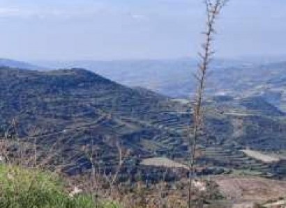 Dora, Limassol Agricultural Field For Sale | WW28001