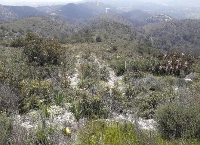 Asgata, Limassol Agricultural Field For Sale | WW28005