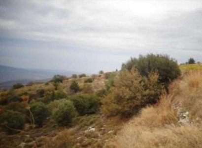 Koilineia, Paphos Agricultural Field For Sale | WW28061