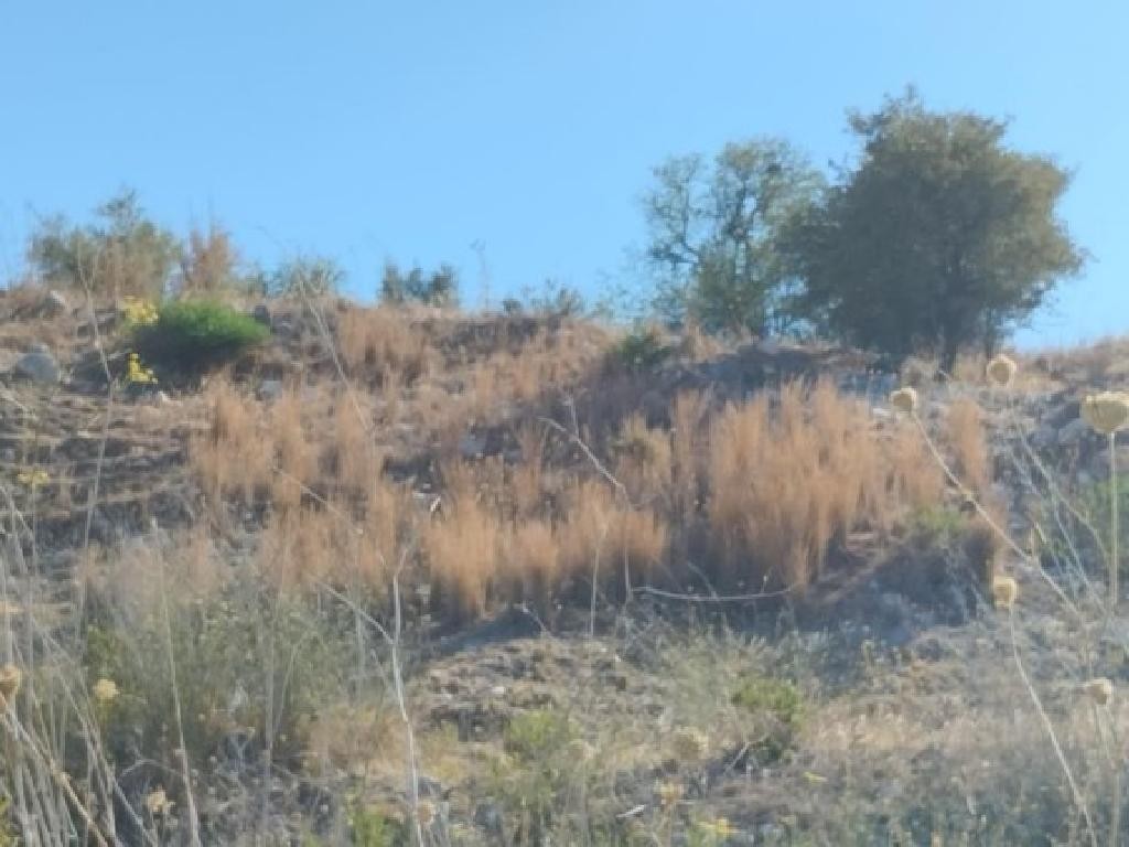 Field - Fyti, Paphos