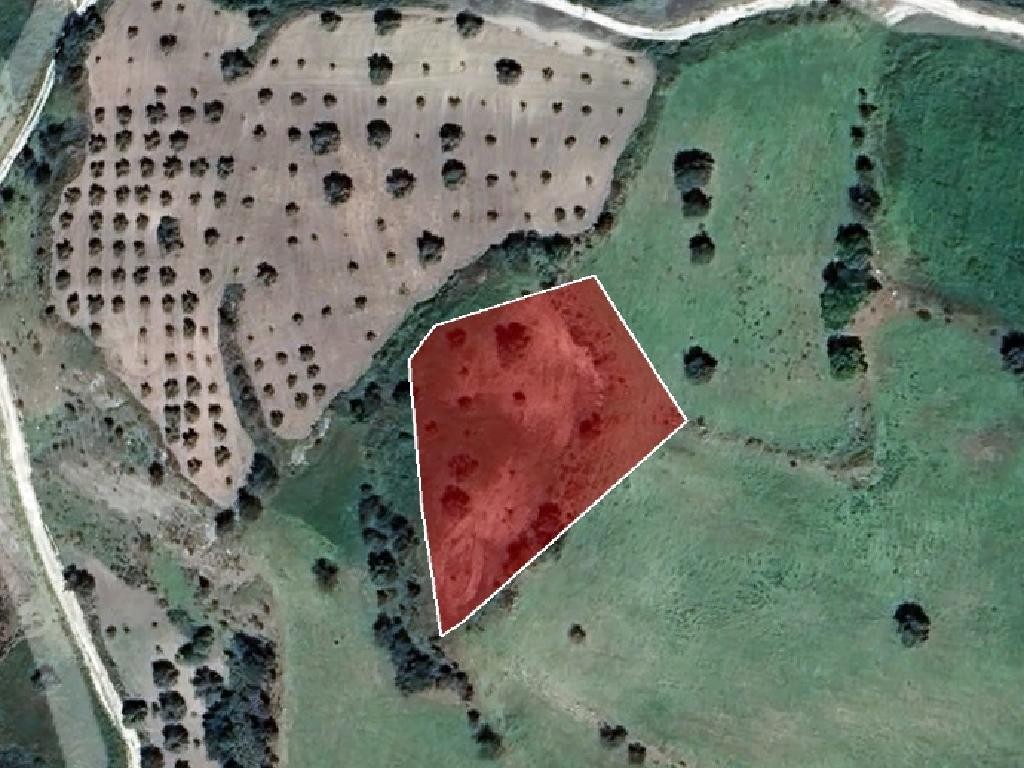 Field - Fyti, Paphos
