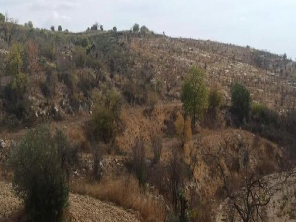 Drymou, Paphos Agricultural Field For Sale | WW28177