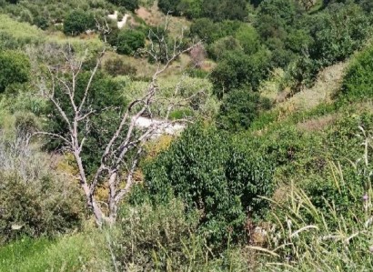 Theletra, Paphos Agricultural Field For Sale | WW28192