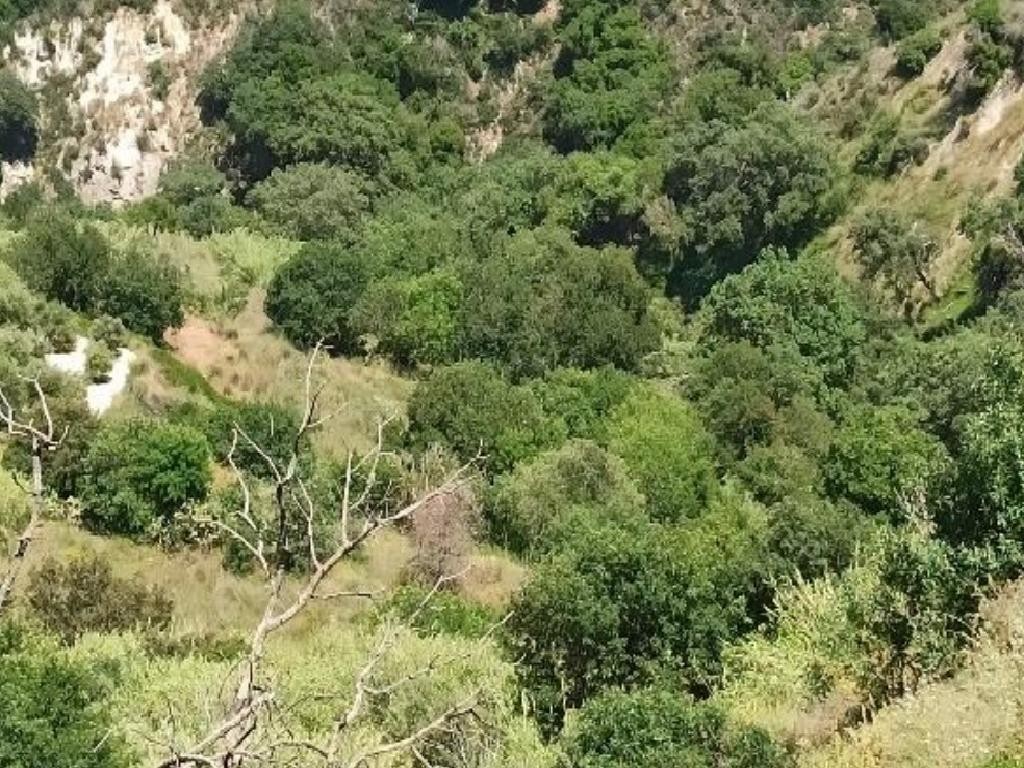 Field - Theletra, Paphos