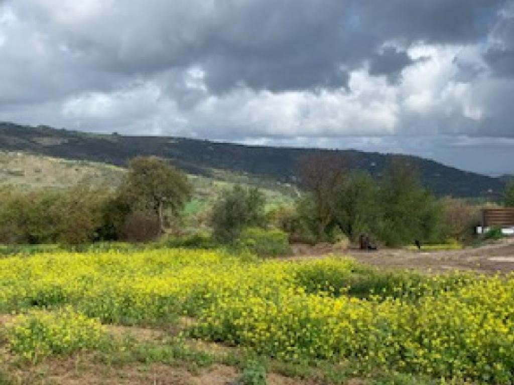 Giolou, Paphos Residential Field For Sale | WW28197
