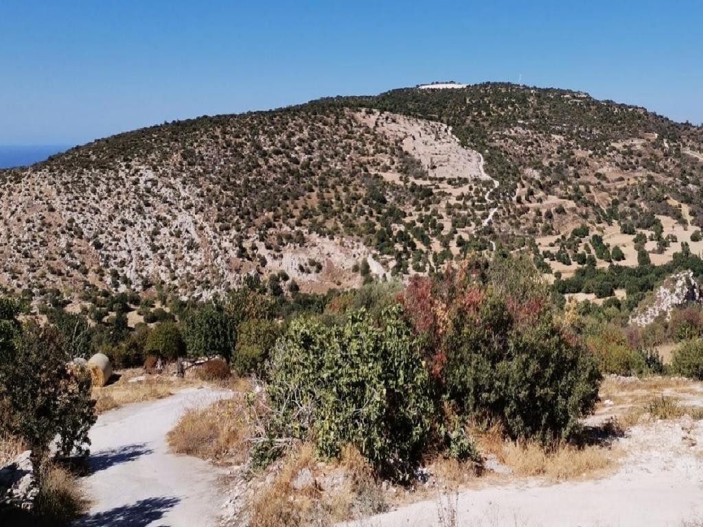 Field - Steni, Paphos