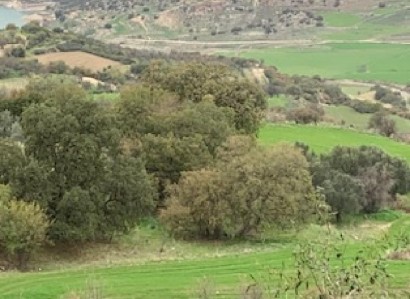 Simou, Paphos Agricultural Field For Sale | WW28323