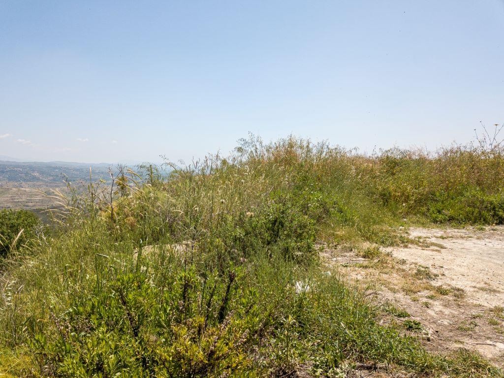 Field - Pachna, Limassol