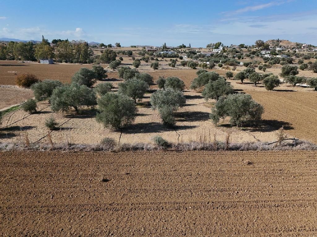 Field - Pera (Oreinis), Nicosia