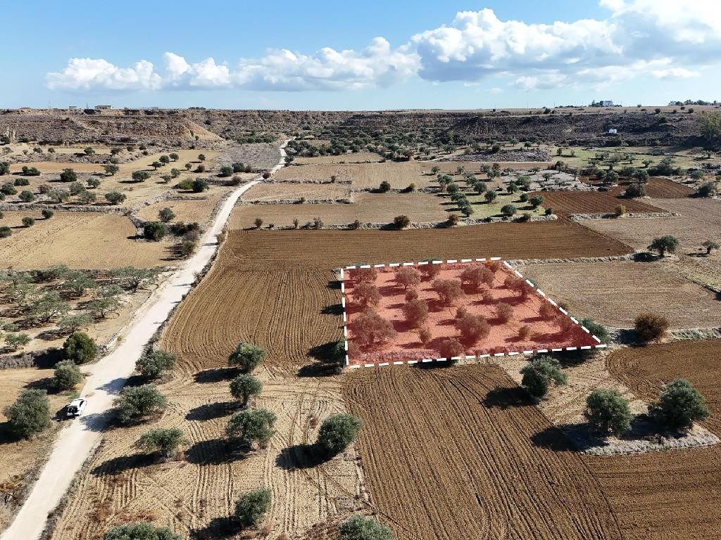 Field - Pera (Oreinis), Nicosia