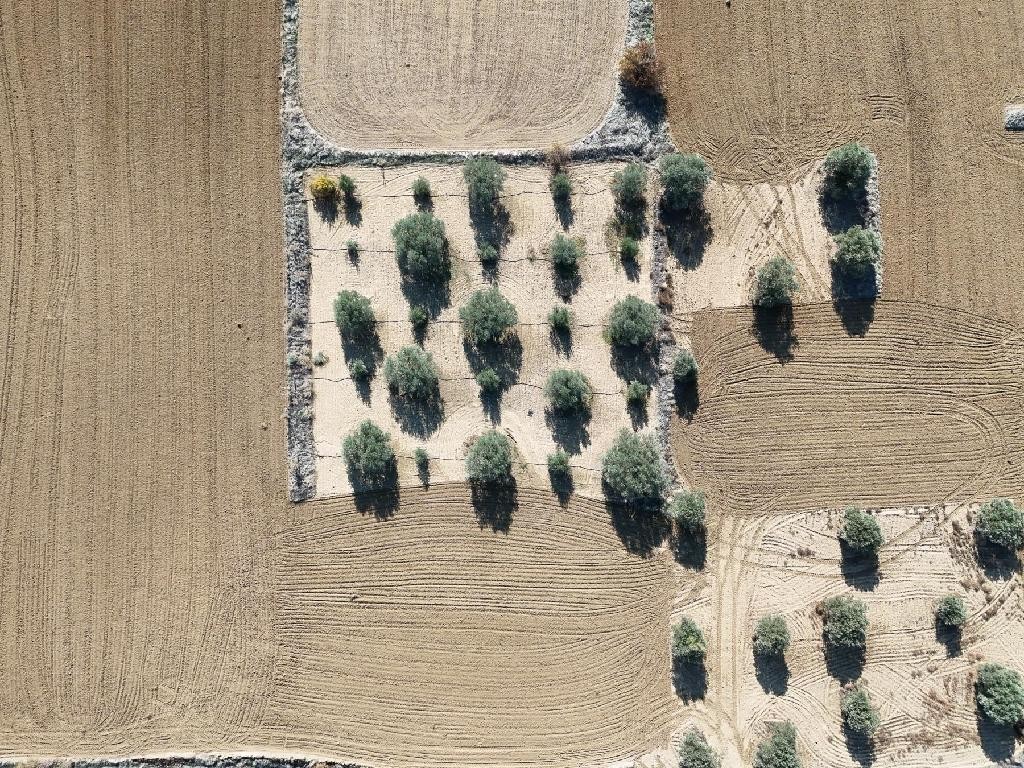 Field - Pera (Oreinis), Nicosia