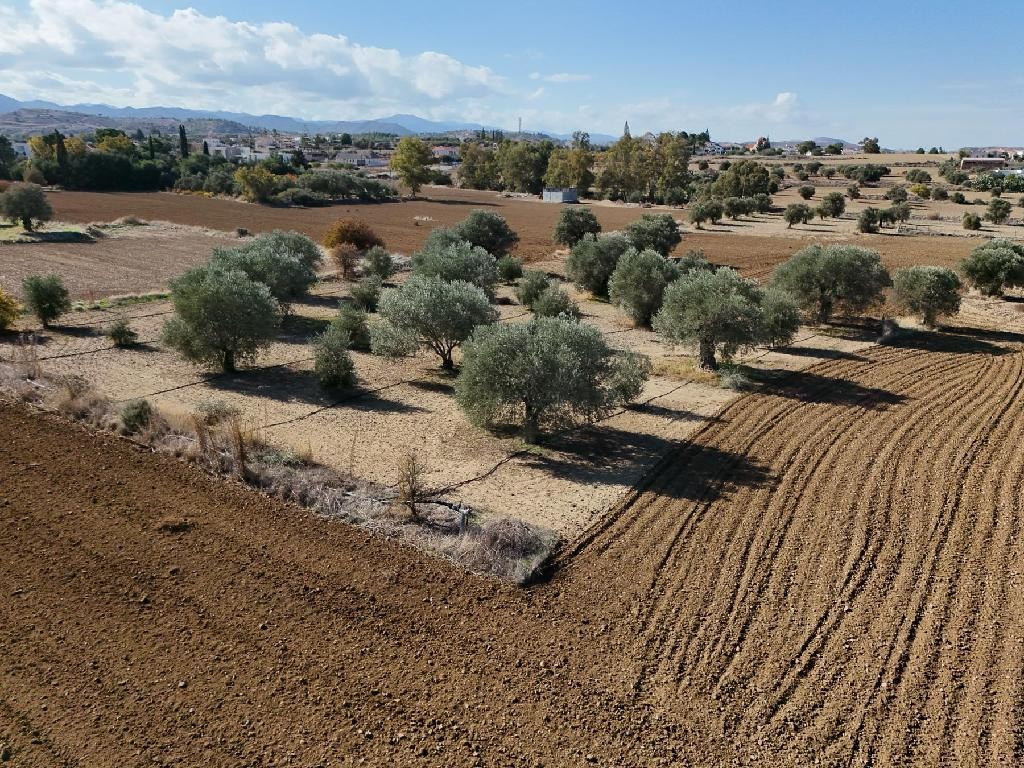 Field - Pera (Oreinis), Nicosia