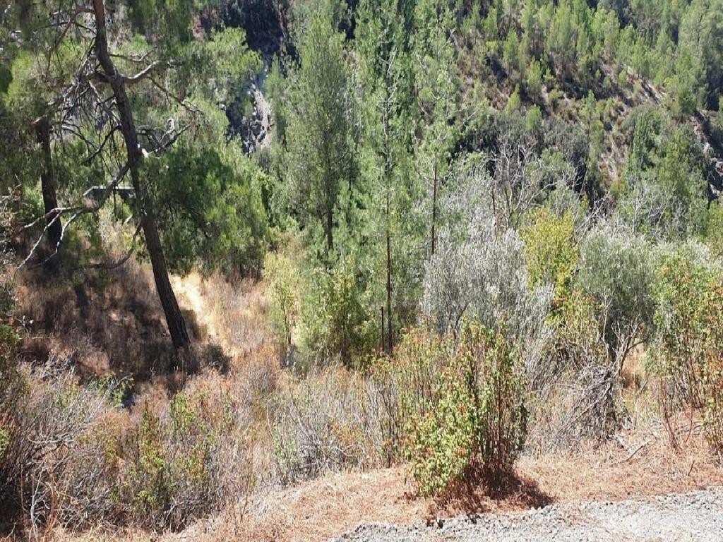 Field - Palaiomilos, Limassol
