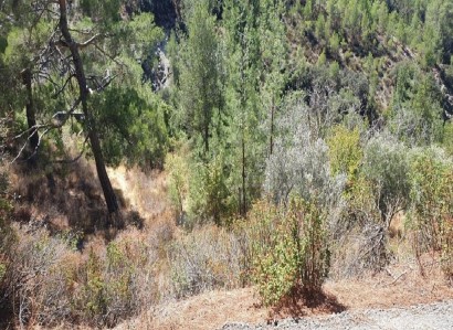 Palaiomylos, Limassol Agricultural Field For Sale | WW28526