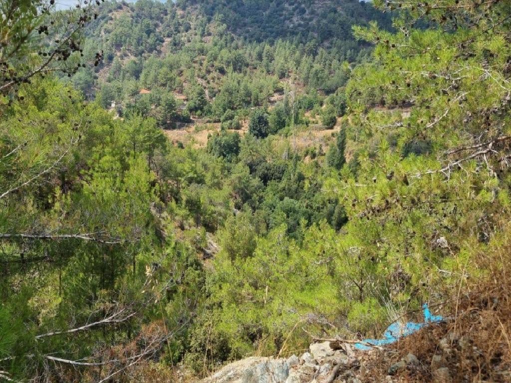 Field - Palaiomilos, Limassol