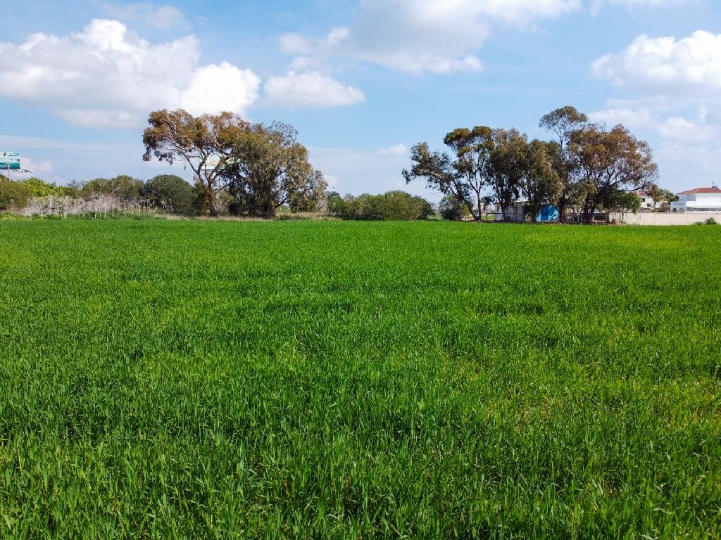 Field - Sotira, Famagusta