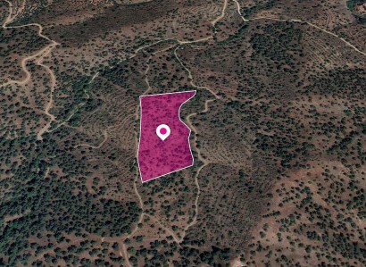 Agios Theodoros Agricultural Field For Sale | WW28804