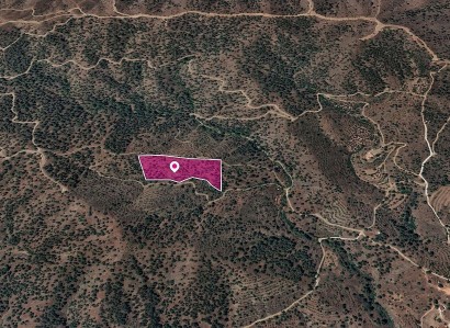 Agios Theodoros Agricultural Field For Sale | WW28804