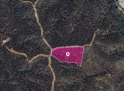 Agios Theodoros Agricultural Field For Sale | WW28913