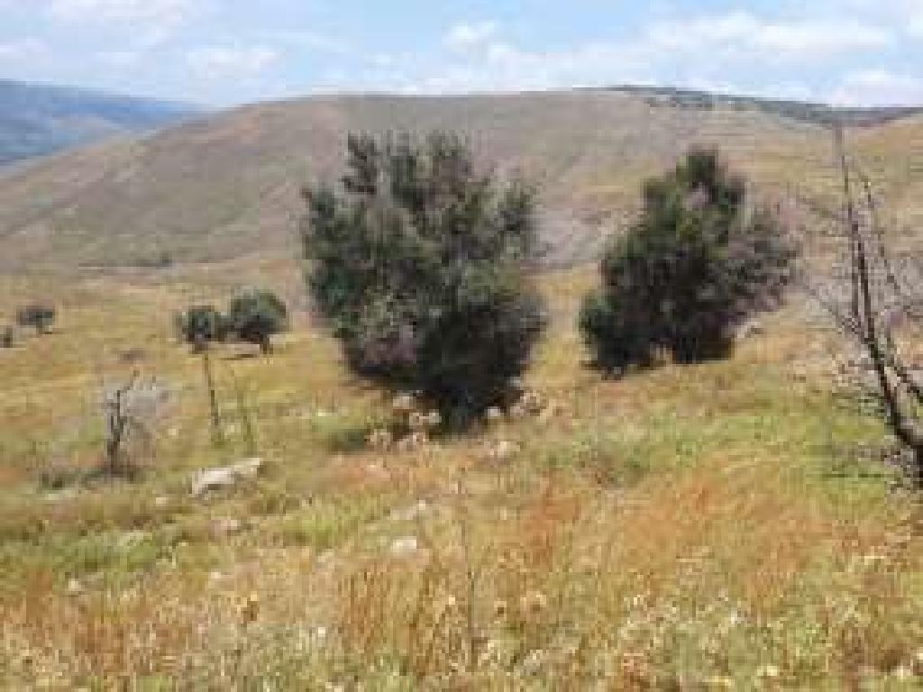 Pentalia, Paphos Agricultural Field For Sale | WW29215