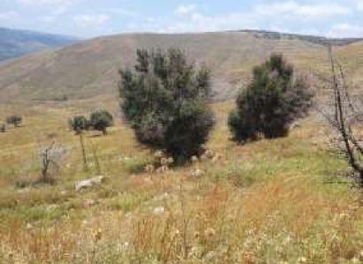Pentalia, Paphos Agricultural Field For Sale | WW29215