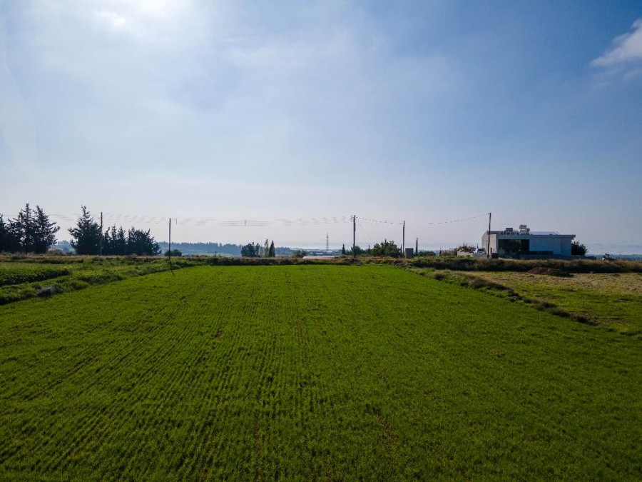 Field - Anarita, Paphos