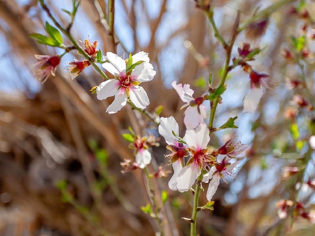 Semi Detached Villa For Sale  in  Lysos