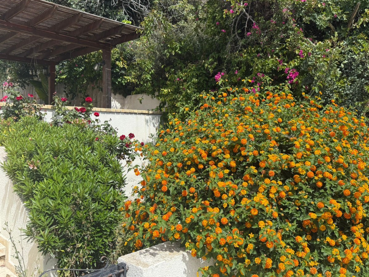 Detached Villa For Rent  in  Chlorakas