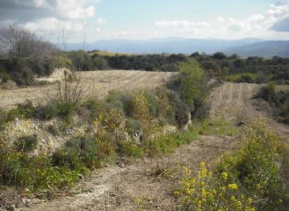 Theletra, Paphos Agricultural Field For Sale | WW29517