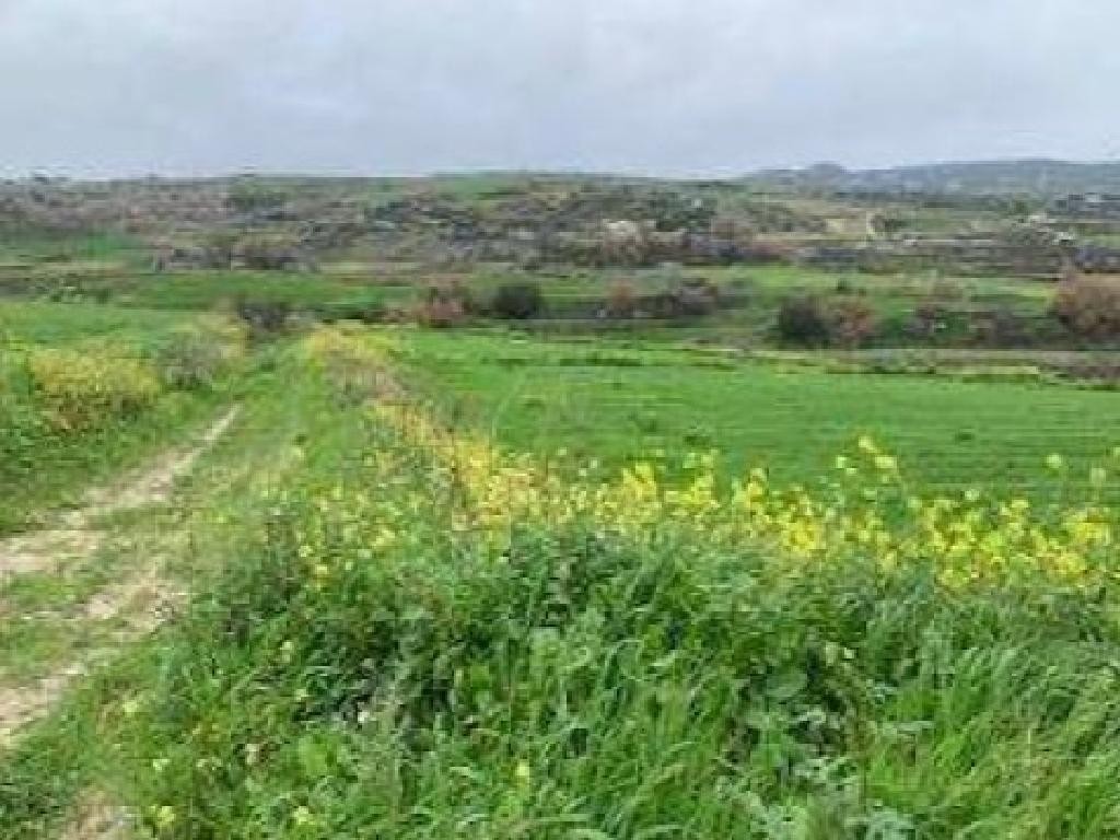 Stroumbi, Paphos Agricultural Field For Sale | WW29518