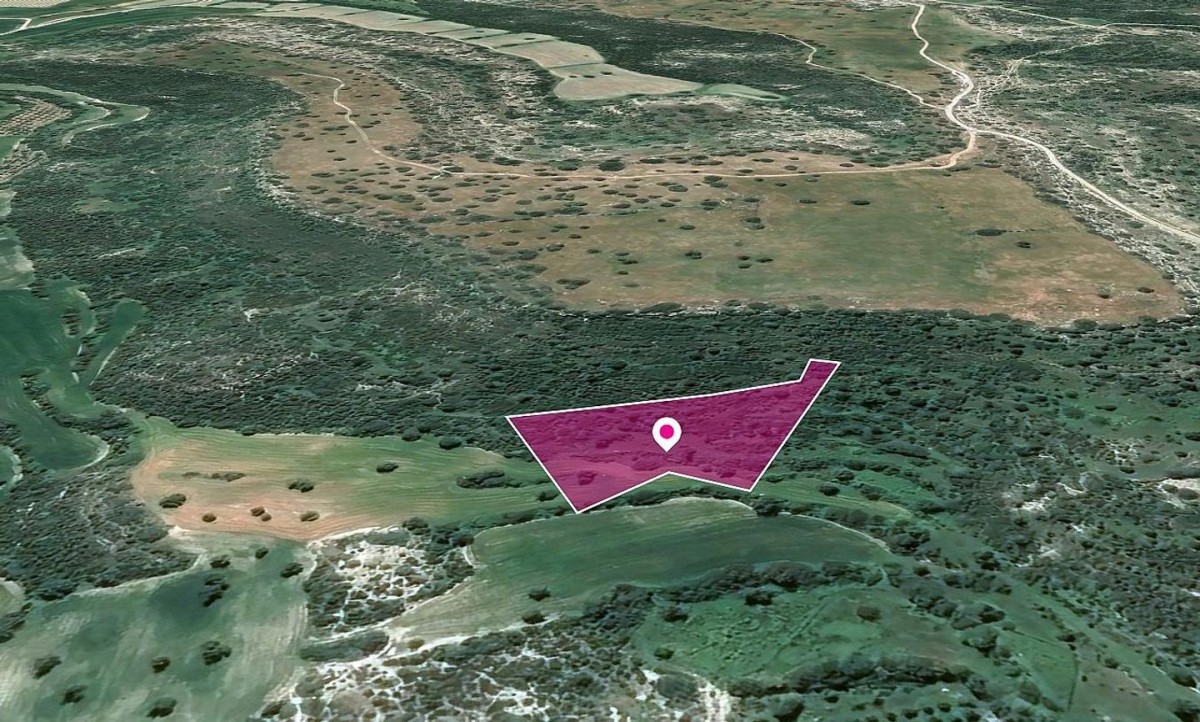 Field in Agios Theodoros, Larnaca