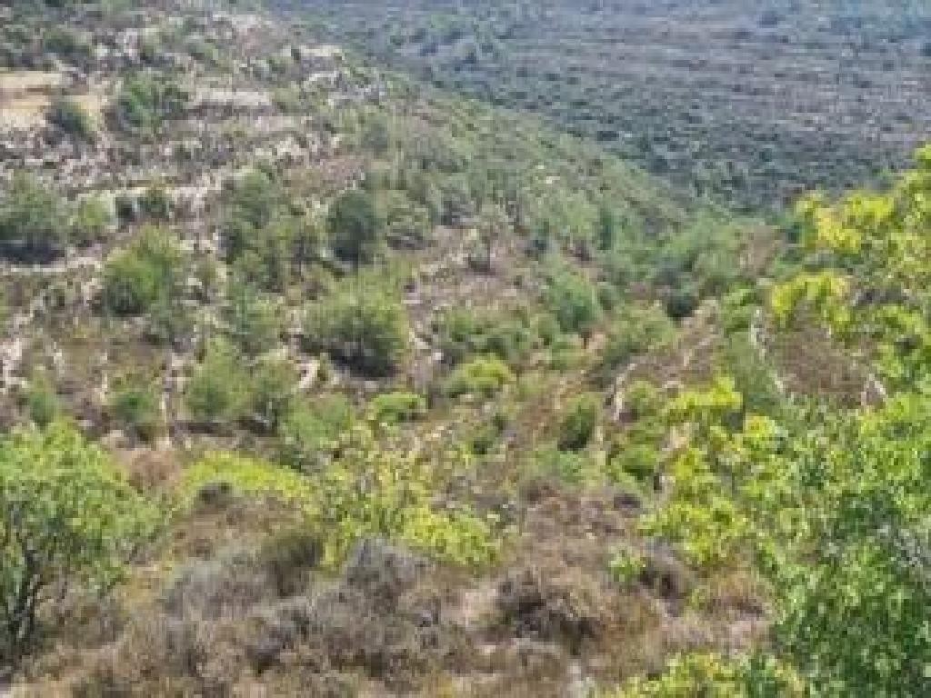 Field - Agios Therapon, Limassol