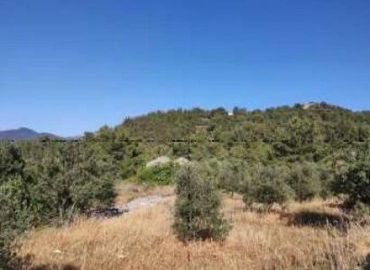 Kynousa, Paphos Residential Field For Sale | WW30193
