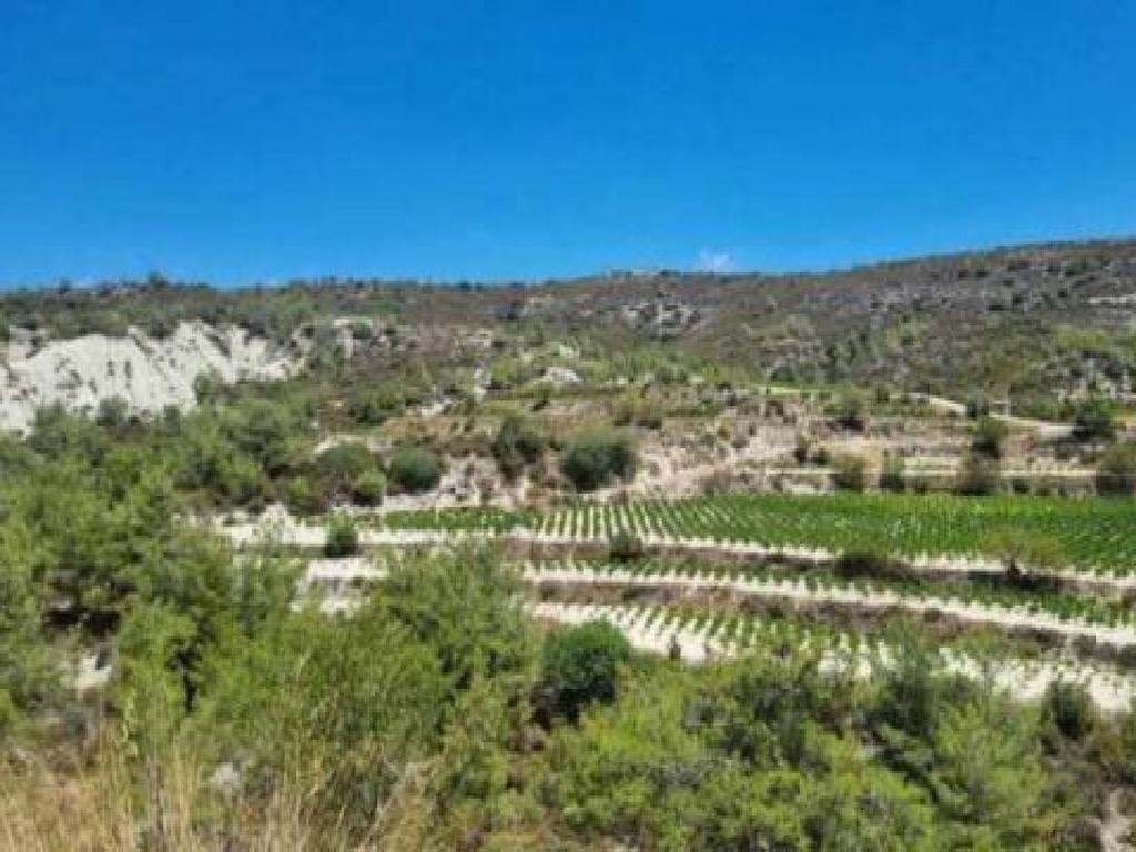Field - Kapileio, Limassol