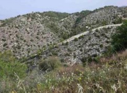 Pentalia, Paphos Agricultural Field For Sale | WW30332