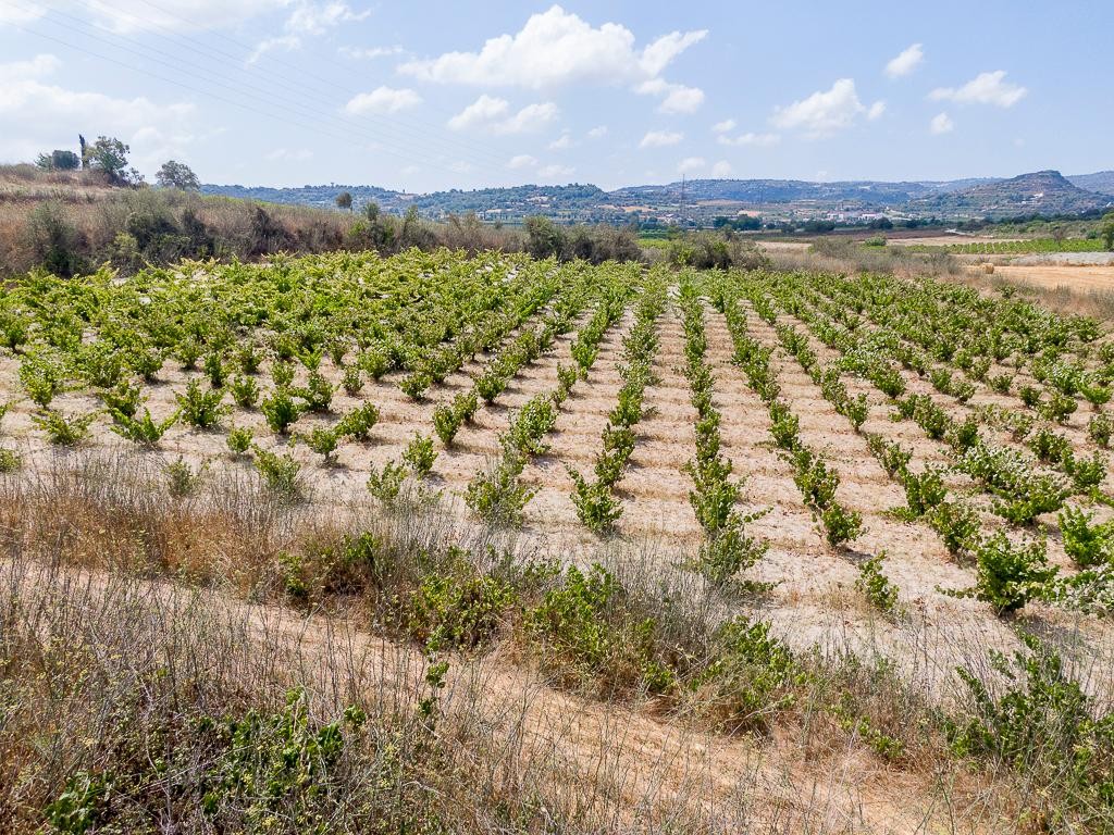 Field - Stroumpi, Paphos