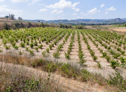 Stroumbi, Paphos Agricultural Field For Sale | WW30335