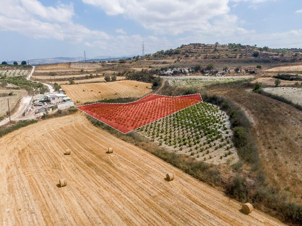Field - Stroumpi, Paphos