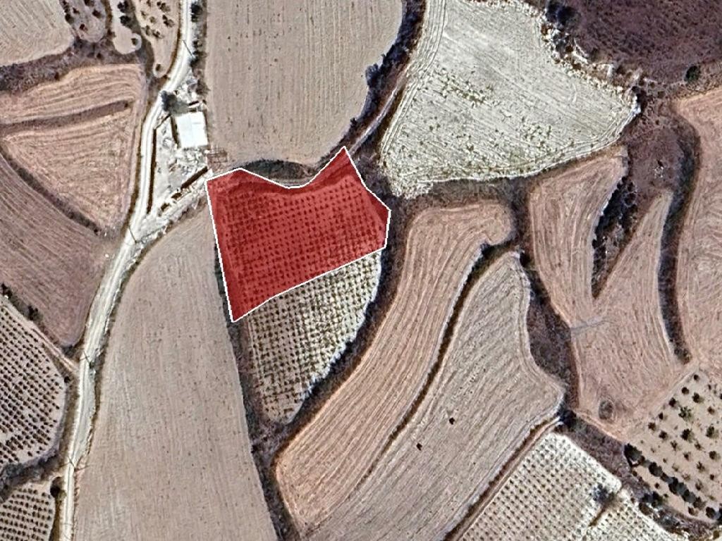 Field - Stroumpi, Paphos