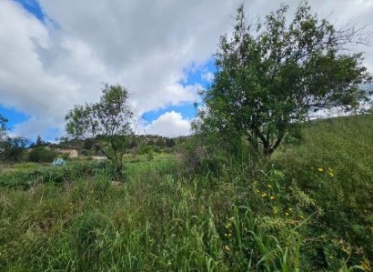 Thrinia, Paphos Agricultural Field For Sale | WW30599