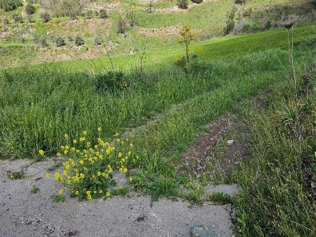 Field - Thrinia, Paphos