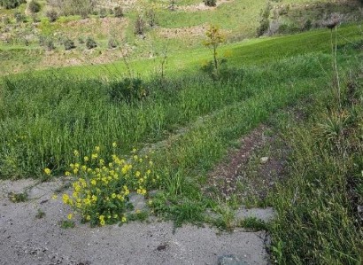 Thrinia, Paphos Agricultural Field For Sale | WW30602