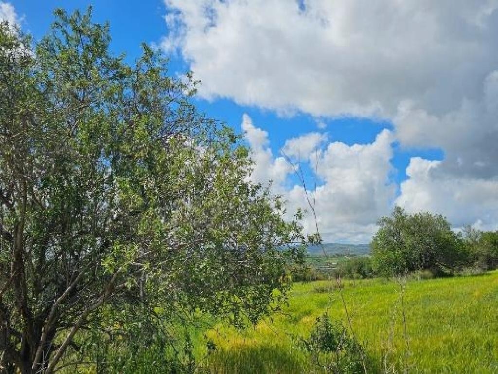 Field - Thrinia, Paphos