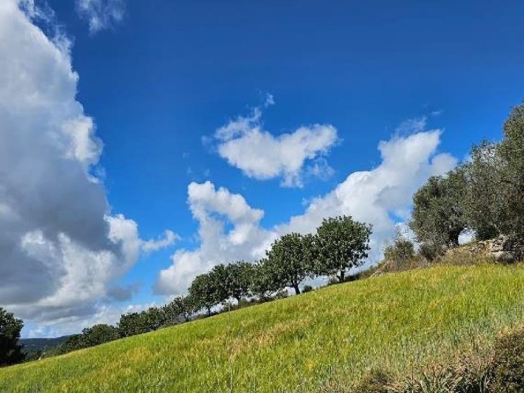 Field - Thrinia, Paphos