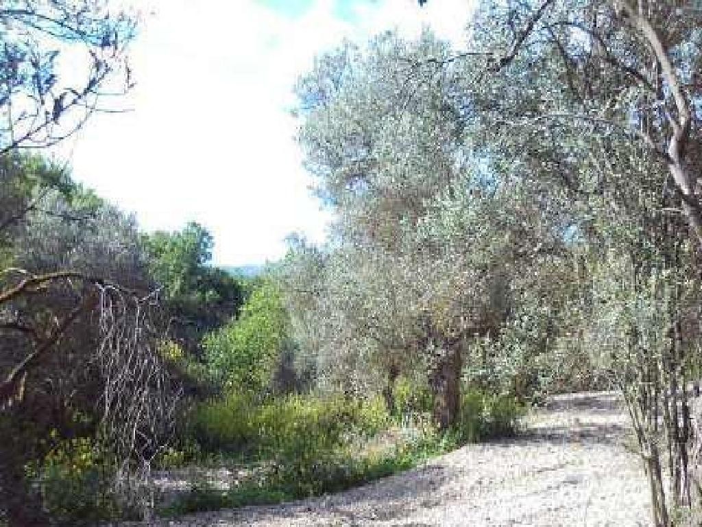 Thrinia, Paphos Residential Field For Sale | WW30605