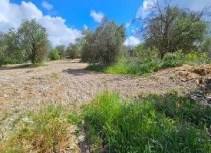 Thrinia, Paphos Residential Field For Sale | WW30608