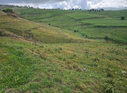 Thrinia, Paphos Agricultural Field For Sale | WW30609