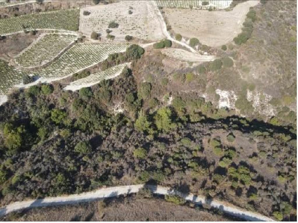 Dora, Limassol Agricultural Field For Sale | WW30655