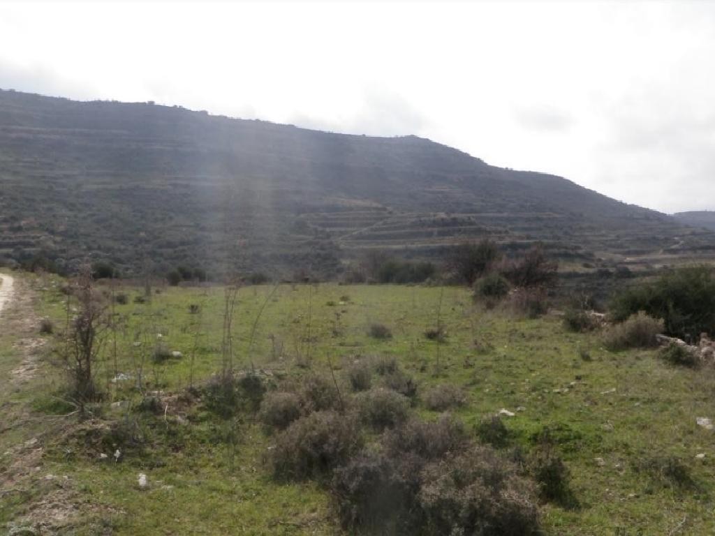 Field - Pachna, Limassol